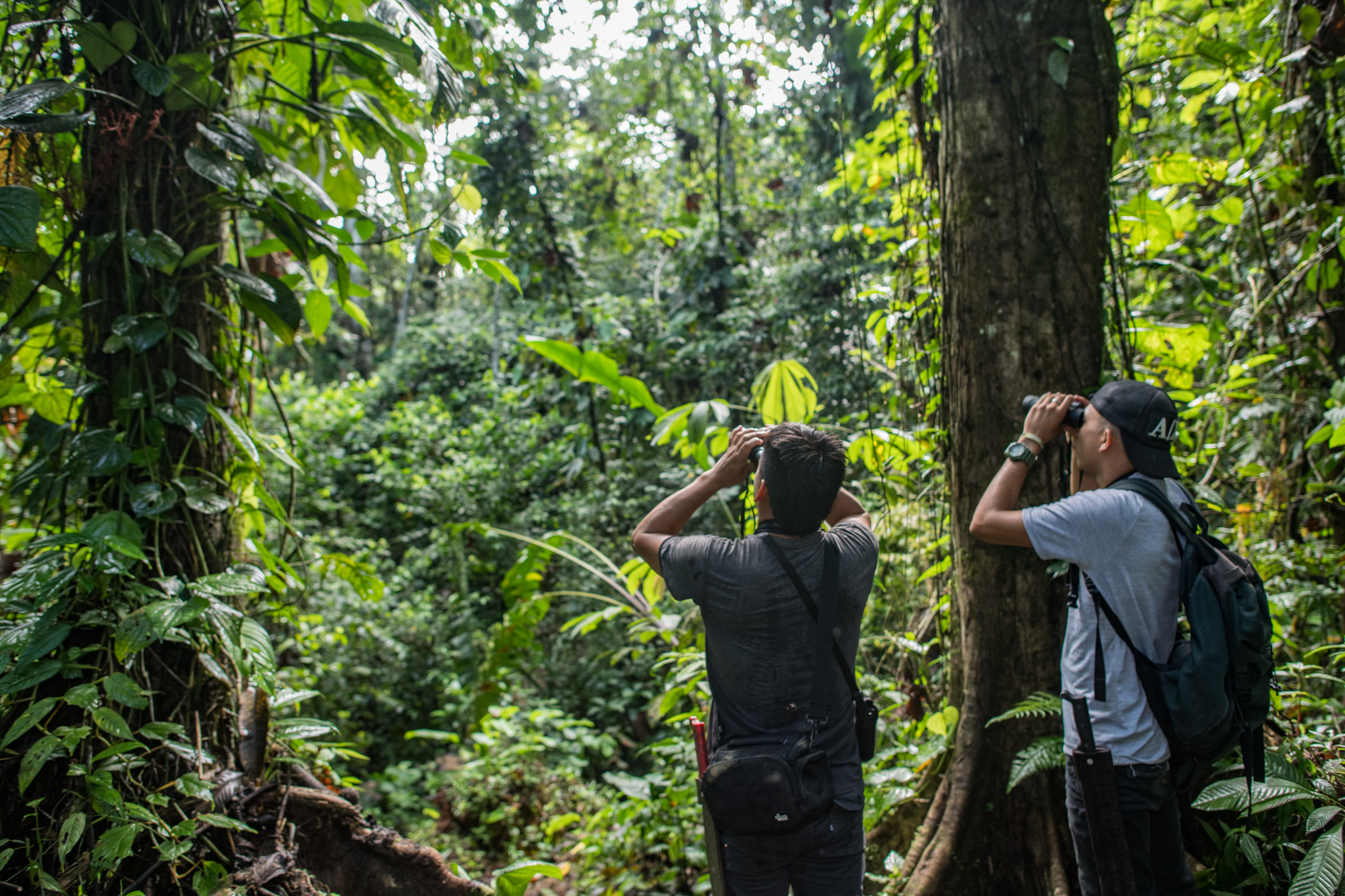 La Reserva Canandé alberga los tesoros del Chocó
